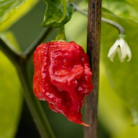 diagram ukázky porovnání modelů Chilli Reaper a Reaper Reloaded