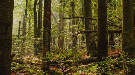 Trail a skoky v lese (inspirace)
