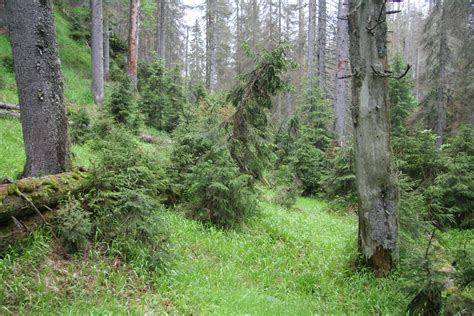 Šumava a cesty do Lipna