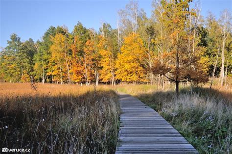 stezka Chudenickem přírodní rezervace Arboretum
