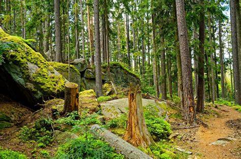 Medvědí stezka skalní útvary Šumava
