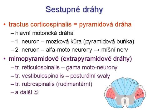pyramidová dráha a pyramidové neurony