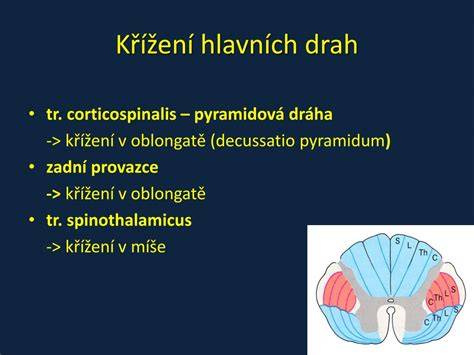 křížení pyramidové dráhy v prodloužené míše