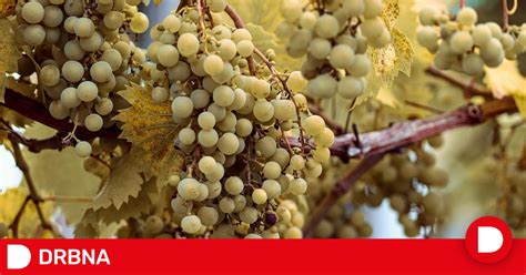 vinné sklípky a vinohrady kolem Bad Radkersburgu