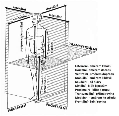 anatomické roviny lidského těla