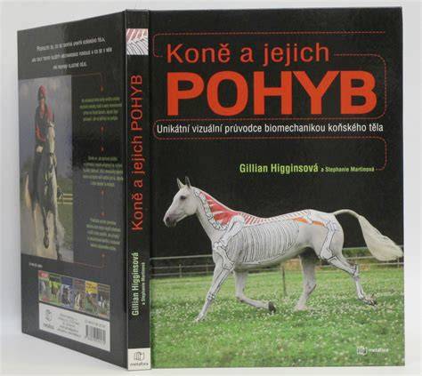 vizuální průvodce správným nasazením helmy