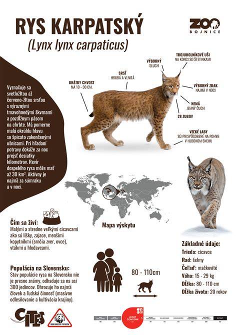 Infografika porovnání tubeless a duše