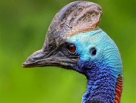 Kasuár přilbový v tropickém pralese